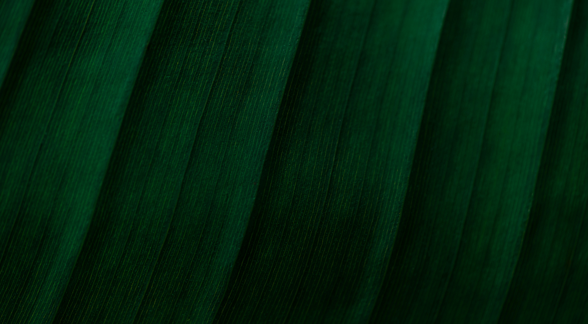 Monstera background