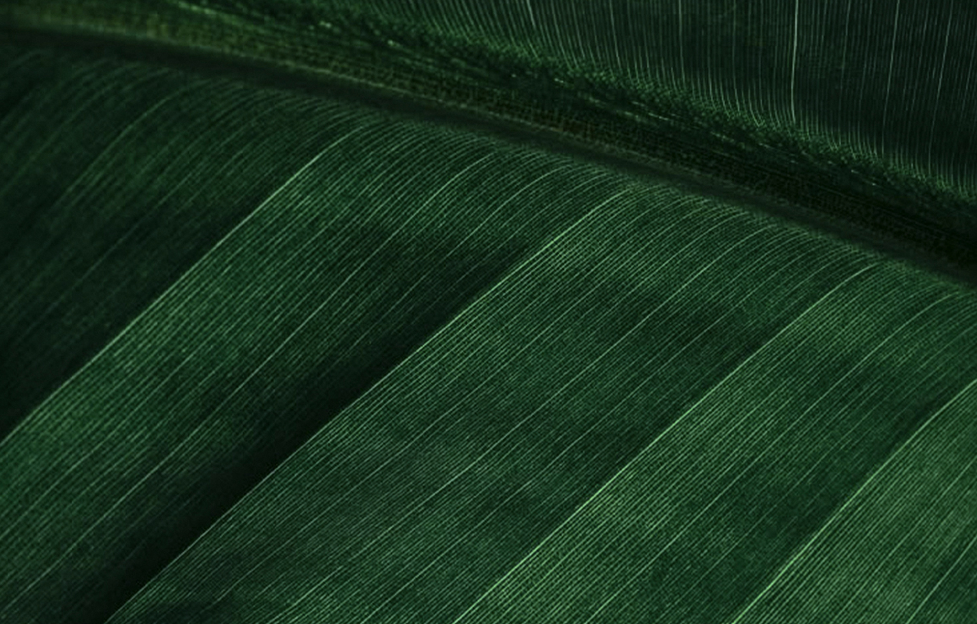 Monstera background
